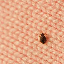 how to check for bed bugs and what to