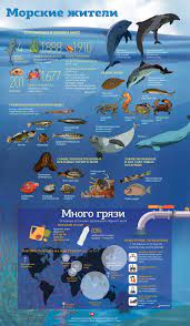 Экология Черного моря: в чем проблемы нашего моря?