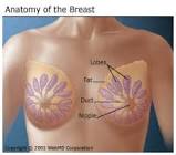 breast image / تصویر