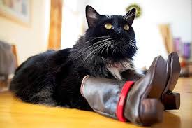Image result for cats wearing shoes