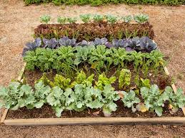 how to plant a vegetable garden