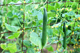 Best Way To Plant Cucumbers Vertically