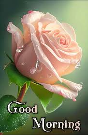 good morning rose flower images