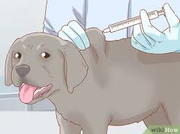 How much do white lab puppies cost. How To Choose A Labrador Puppy 13 Steps With Pictures Wikihow Pet