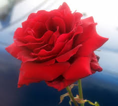 free red rose photos pictures