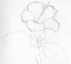 hibiscus flowers drawing tutorial