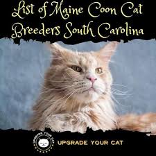 maine cat breeders south carolina