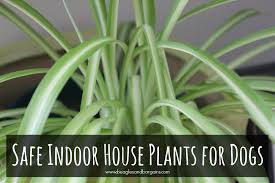 Non Toxic Indoor House Plants For Dogs
