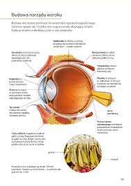 Choroba oczu jaskra jak leczyć. Page 187 Puls Zycia 7 Biologia Sp Demo