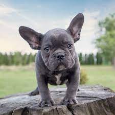Information every french bulldog owner should know. The Magnificent Appeal Of Rare Blue French Bulldogs French Bulldog Breed