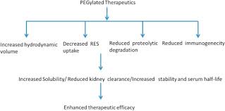 Pegylation In Anti Cancer Therapy An Overview Sciencedirect