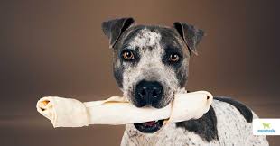 is rawhide bad for dogs the shocking