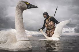 Can You Hunt Swans? 