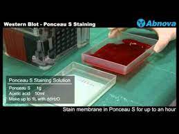 western blot ponceau s staining you