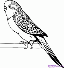 Some of the coloring pages shown here are parakeet awesome drawing of parakeet coloring, 8 parakeet eating seed, long tail parrot coloring long tail parrot coloring, coloring picture of animals for kids. Parakeet Pictures To Color Coloring Home