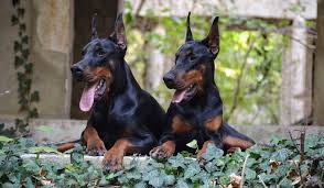 Black is the most common color and the most recognizable. Paul Doberman Kennel European Doberman Puppies For Sale