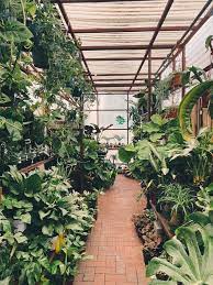 sell houseplants in minnesota