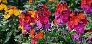 growing wallflowers from seed step by