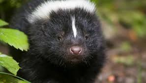 a cute baby skunk is released back into