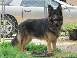 Caucasian shepherd dog for sale almost 2 and half years. Akc German Shepherd Puppies For Sale In Cullman Alabama Classified Americanlisted Com