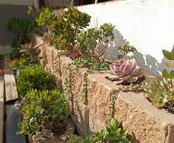 Succulent Wall Decor Ideas