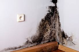 Landlord Have To Fix A Mold Problem