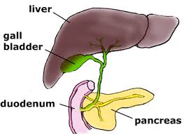 Where is the pancreas located? Startpage