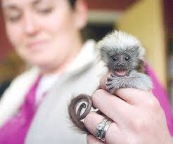 Check spelling or type a new query. All You Need To Know About Finger Monkeys Smallest Monkey