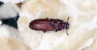 flour beetle insect facts a z s