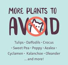 But Beware Of Poisonous Plants For Cats