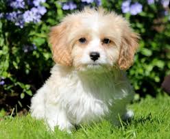 The toy size cavachons will be 9 to 14 lbs full grown, while the standard size cavachons will be 15 to 25 lbs. Cavachon Keystone Puppies