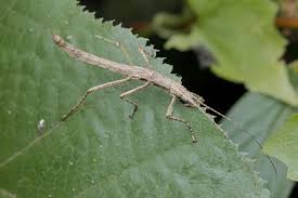 should you keep stick insect as a pet