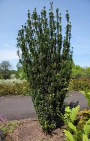 Narrow Evergreen Trees For Year Round