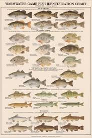 Fish Poster Warmwater Gamefish Poster And Identification Chart
