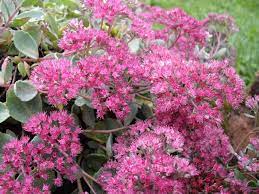 sedum rose carpet riverside garden