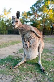 australia queensland mum kangaroo
