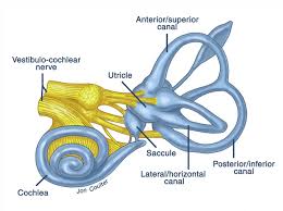 The Vestibular System, Brains Balance Center, Inner Ear