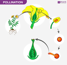 pollination introduction process and
