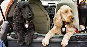 Best Dog Car Seats 2021 Keep Your Pet