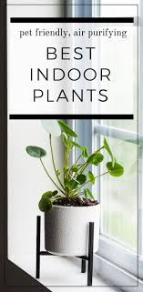 Best Indoor Plants To Purify The Air