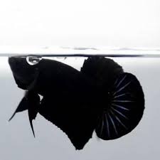 Gambar ikan hias hitam putih gambar ikan taksonomi chaetodontidae hitam . Jual Ikan Cupang Super Black Cupang Hitam Jakarta Barat Cupangflora Tokopedia