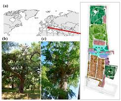 the trees of the pisa botanic garden