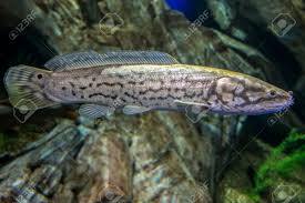 Amia (fish), a genus of fish. The Bowfin Amia Calva Living Fossil Fish Stock Photo Picture And Royalty Free Image Image 166422012