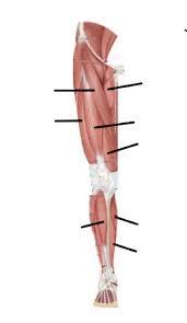 Ligaments connect muscles to bones. Honors Anatomy Anterior Leg Muscles Diagram Diagram Quizlet