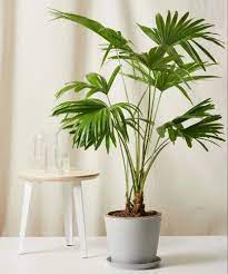 Chinese Fan Palm For Indoor Decoration