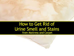 get rid of urine smell
