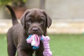 200 chocolate lab puppy names as sweet