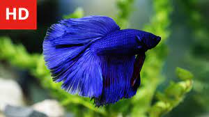 beauty of variety betta fish hd 1080p