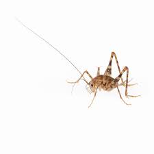 Controlling Cave Crickets In Your
