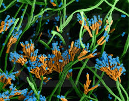Coloring worksheet animal cell coloring key image information: Biological Diversity 4